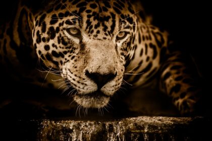Monitoring Health and Behavior of Rehabilitation Jaguars