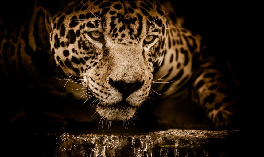Monitoring Health and Behavior of Rehabilitation Jaguars