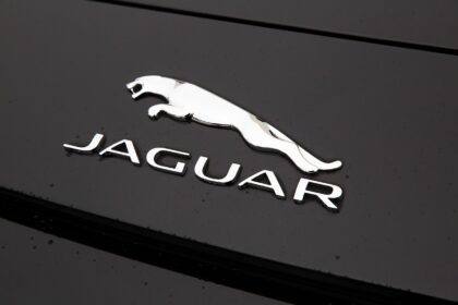 Nutritional Needs of Rehabilitated Jaguars: Feeding the Future