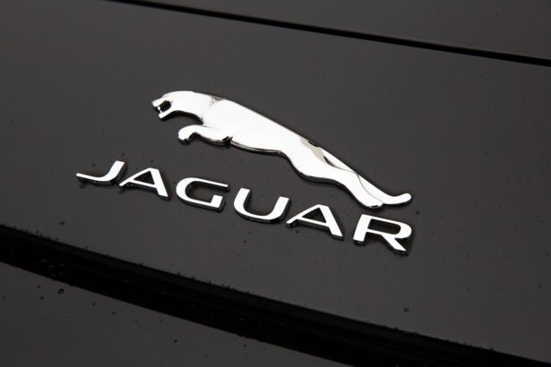 Nutritional Needs of Rehabilitated Jaguars: Feeding the Future
