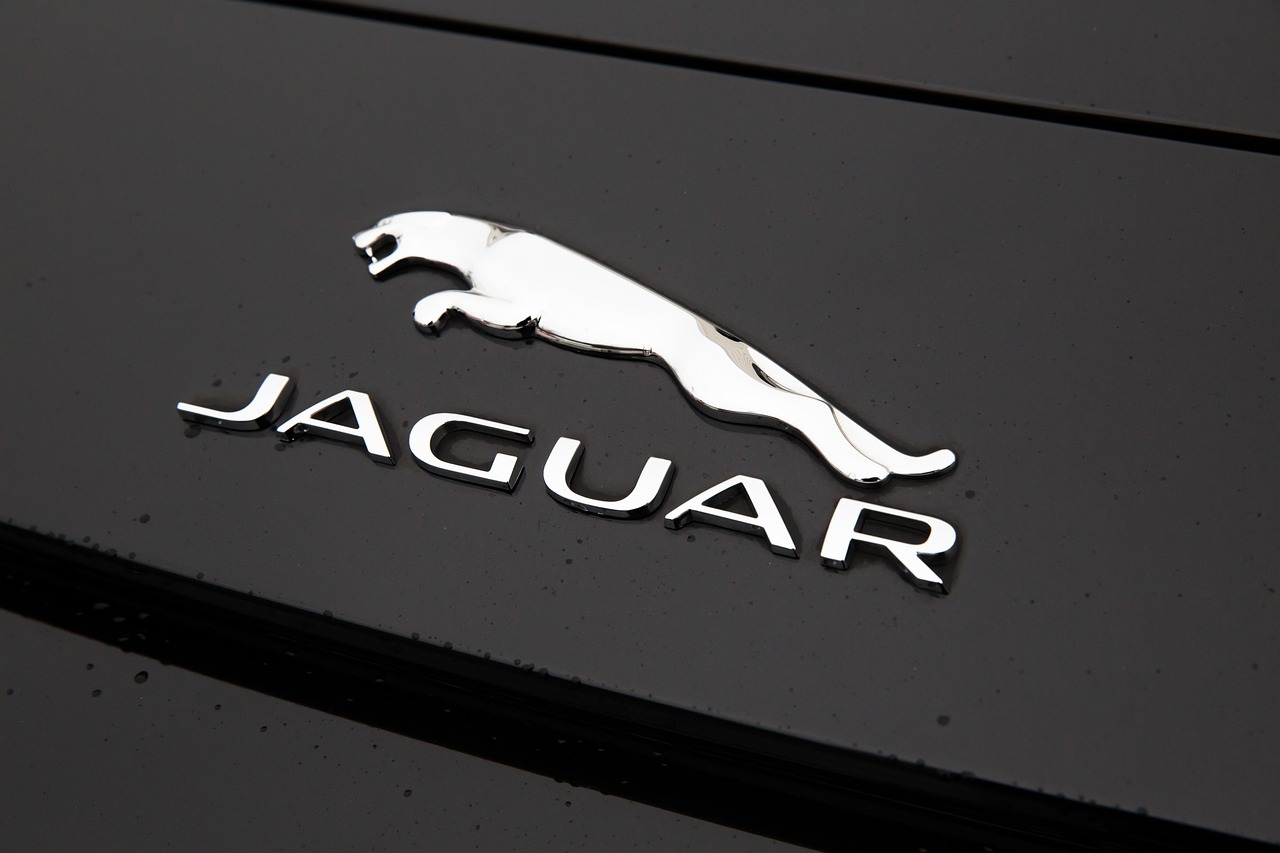 Nutritional Needs of Rehabilitated Jaguars: Feeding the Future