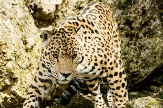 The Importance of Fieldwork in Jaguar Conservation Efforts