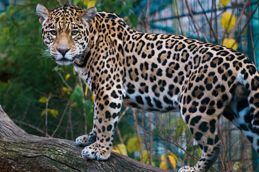 How to Organize Awareness Campaigns for Jaguars in Tulum