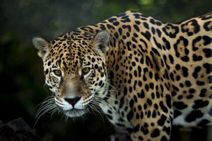 Exploring the Jungle Habitats of Tulum's Jaguars