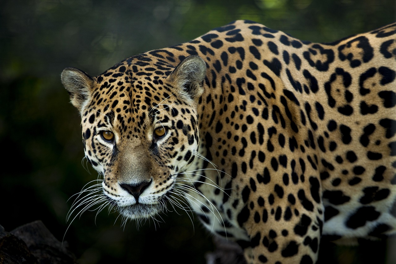 Exploring the Jungle Habitats of Tulum's Jaguars