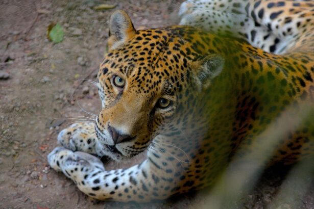 The Importance of Habitat Familiarization for Rehabilitated Jaguars