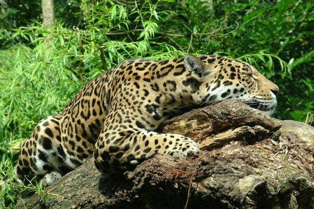 Eco Tours in Tulum: A Hands-On Approach to Jaguar Protection