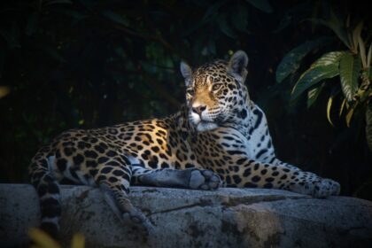 Jaguars of Tulum: Living Among the Ancient Ruins