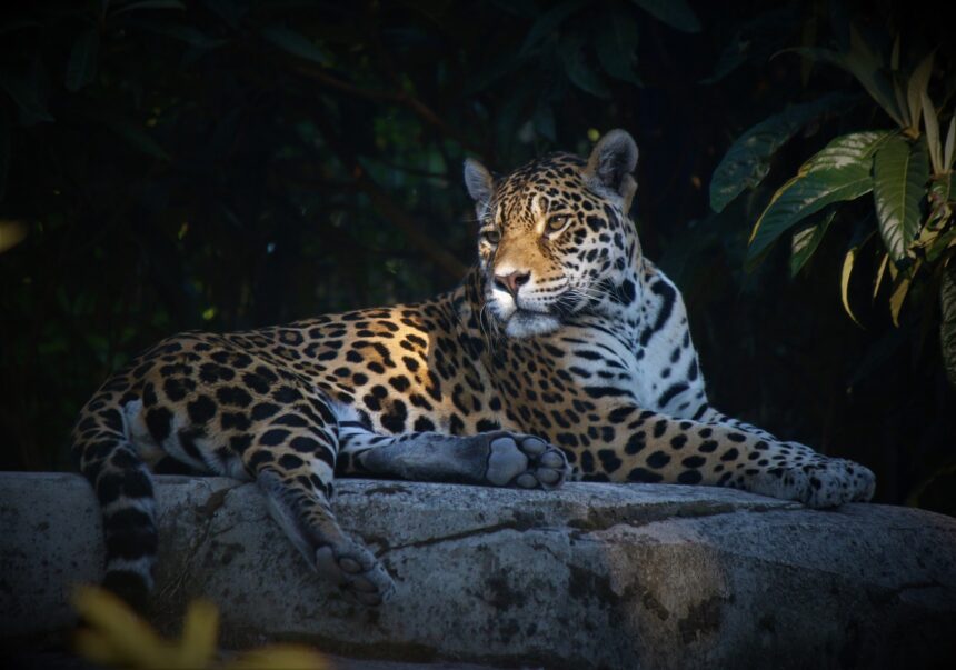 Jaguars of Tulum: Living Among the Ancient Ruins