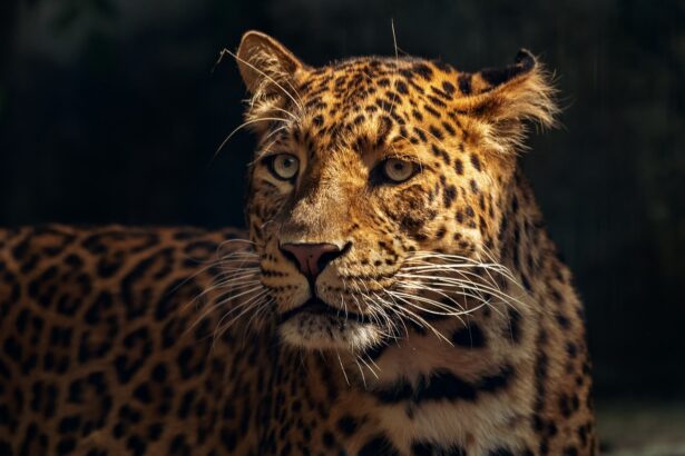 The Journey of a Rescued Jaguar: From Rescue to Release