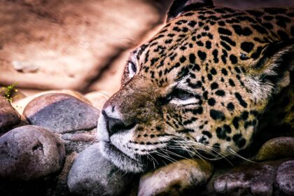 The Role of Local Knowledge in Jaguar Safety Education in Tulum