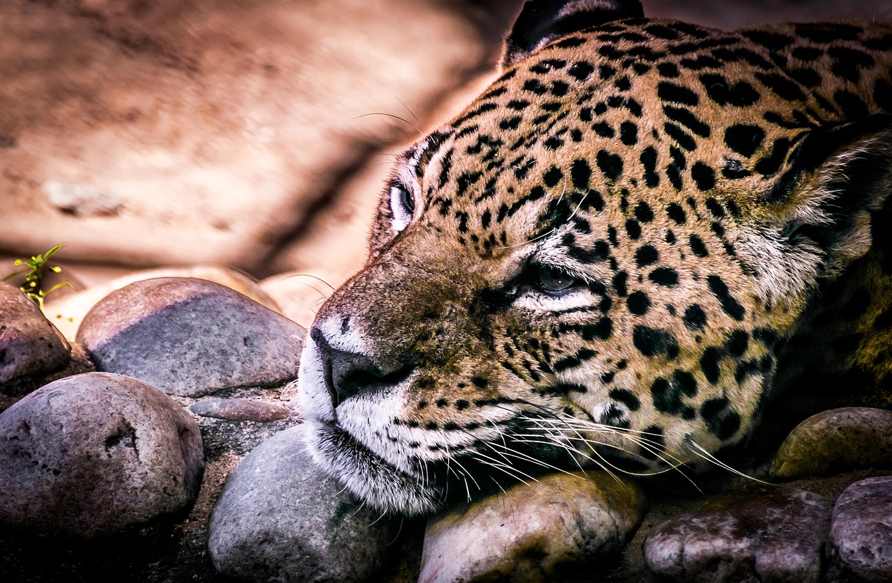 The Role of Local Knowledge in Jaguar Safety Education in Tulum