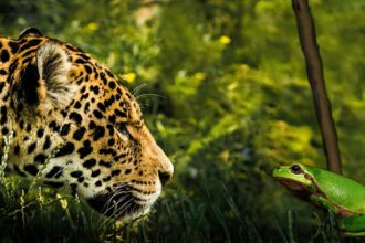Exploring the Social Behavior of Jaguars in the Wild