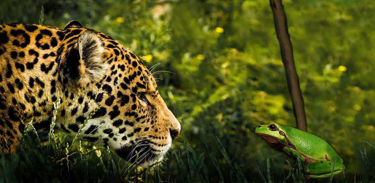 Exploring the Social Behavior of Jaguars in the Wild
