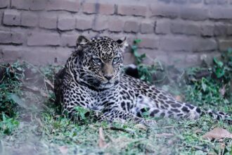 Coastal Biodiversity and Its Role in Supporting Jaguars
