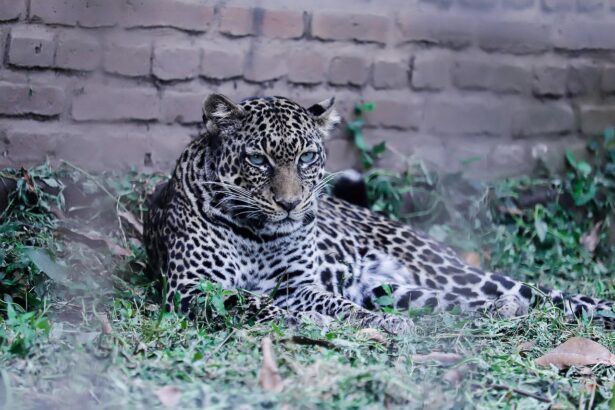Coastal Biodiversity and Its Role in Supporting Jaguars