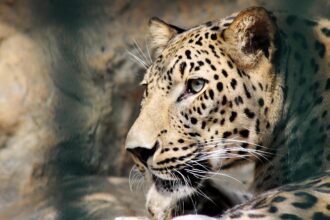 Tulum's Grassroots Movement: Protecting Jaguars and Their Ecosystem