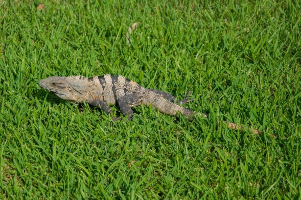 Tulum's Biodiversity: Why It Matters for Jaguar Conservation