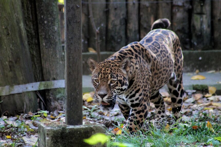The Diet Variation of Jaguars Across Their Range
