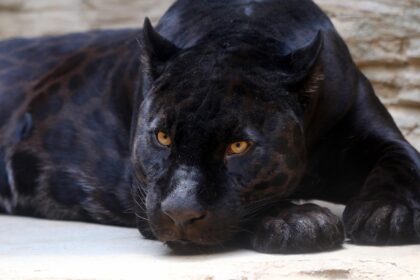 Tulum's Treasure: Community-Led Conservation for Jaguar Habitats