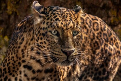 Community Voices: Tulum's Approach to Jaguar Habitat Preservation