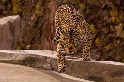 The Coastal Environment: Where Jaguars Thrive in Tulum