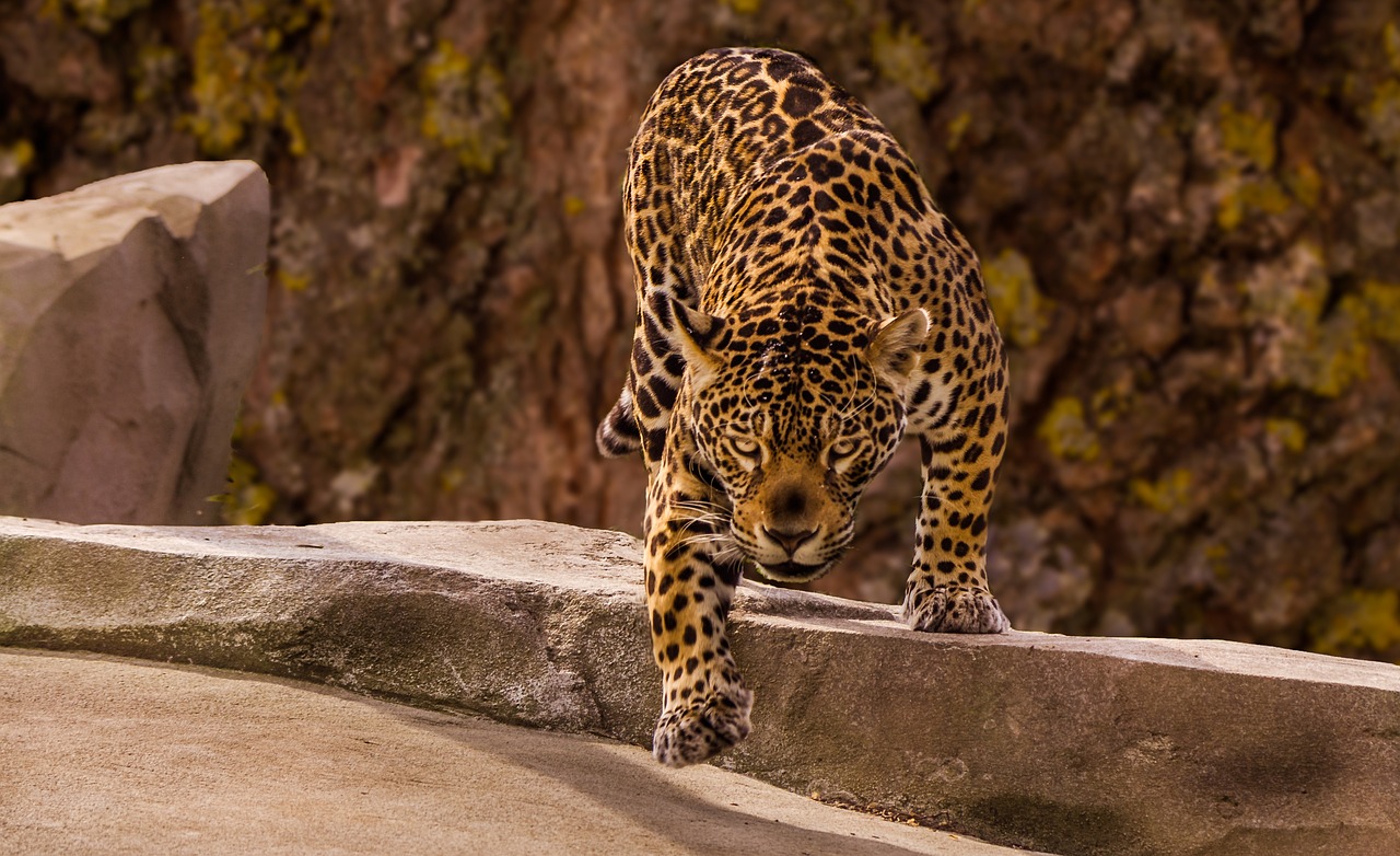 The Coastal Environment: Where Jaguars Thrive in Tulum