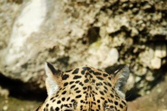 How Tulum's Communities are Protecting Jaguars through Education