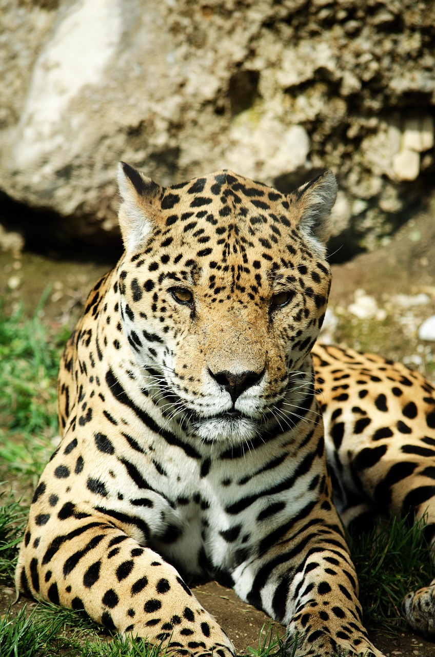 How Tulum's Communities are Protecting Jaguars through Education