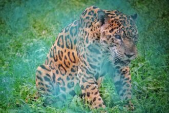 The Role of Environmental Enrichment in Jaguar Rehabilitation