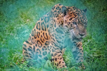 The Role of Environmental Enrichment in Jaguar Rehabilitation
