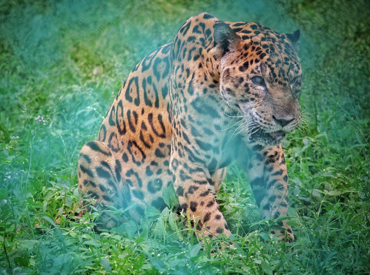 The Role of Environmental Enrichment in Jaguar Rehabilitation