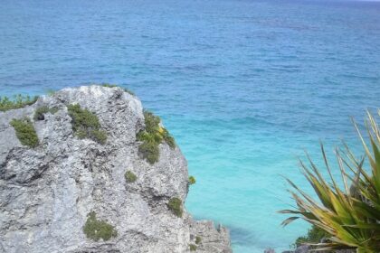Jaguars in Tulum: A Case Study in Wildlife Conservation