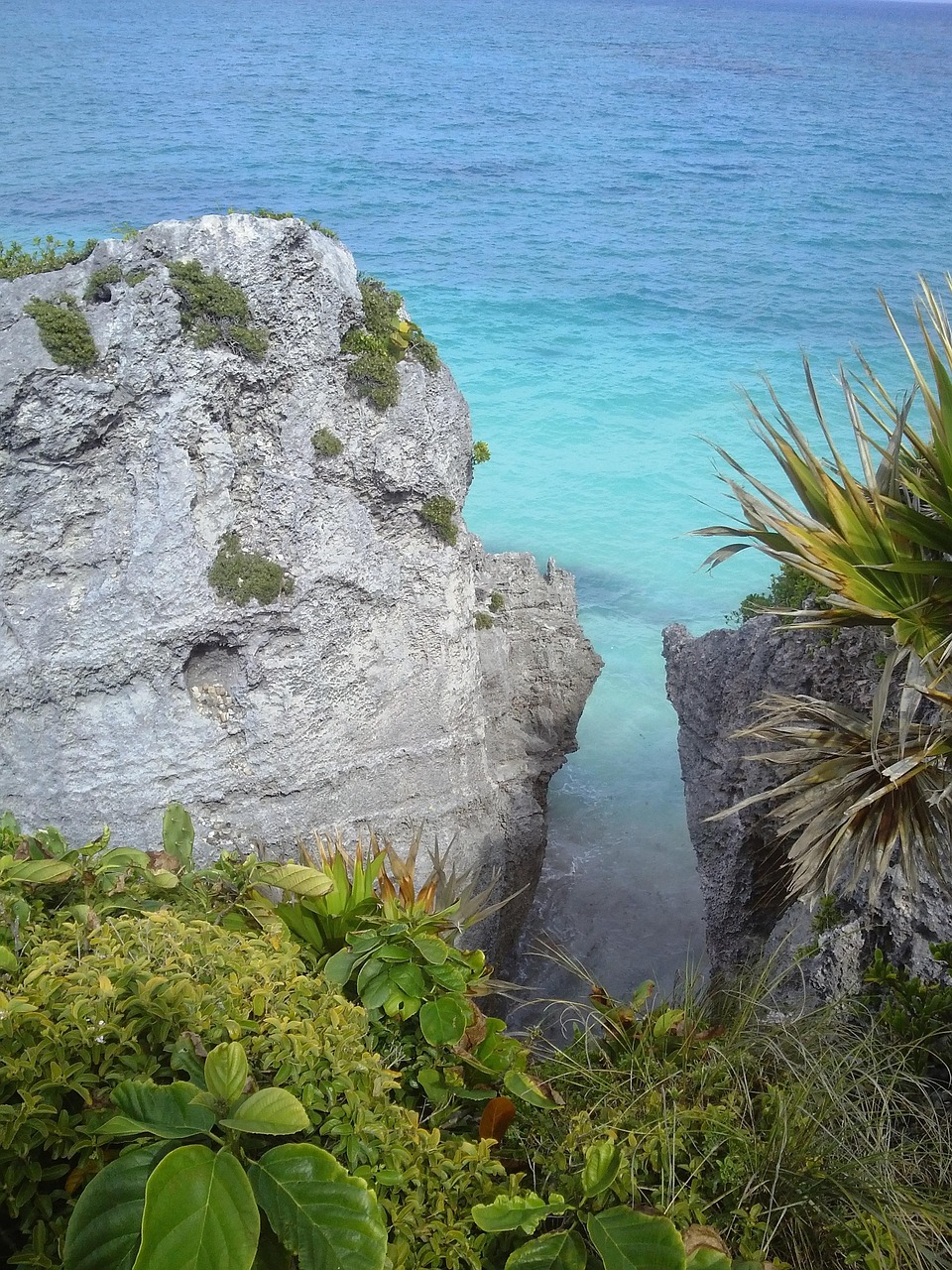 Jaguars in Tulum: A Case Study in Wildlife Conservation