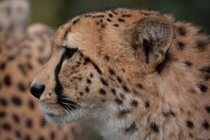 The Importance of Jaguars as Apex Predators