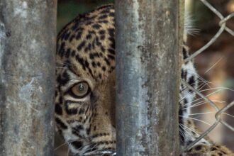 The Impact of Habitat Loss on Jaguar Populations