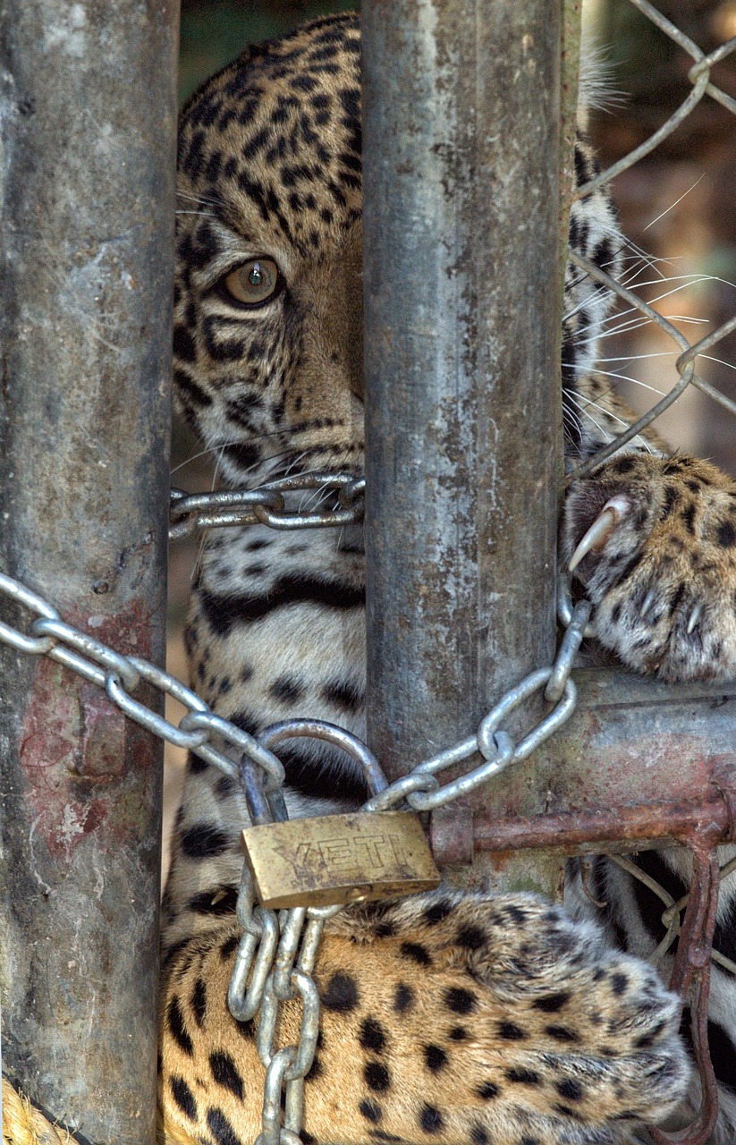 The Impact of Habitat Loss on Jaguar Populations