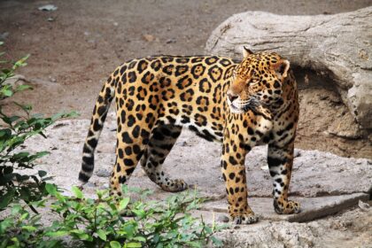 The Diet of Jaguars: What These Big Cats Truly Eat