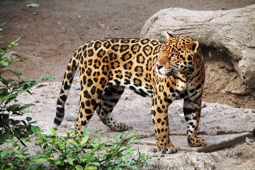 The Diet of Jaguars: What These Big Cats Truly Eat