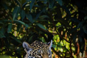 The Interconnected Habitats of Jaguars in Tulum