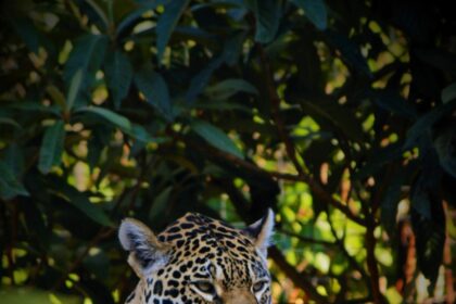 The Interconnected Habitats of Jaguars in Tulum