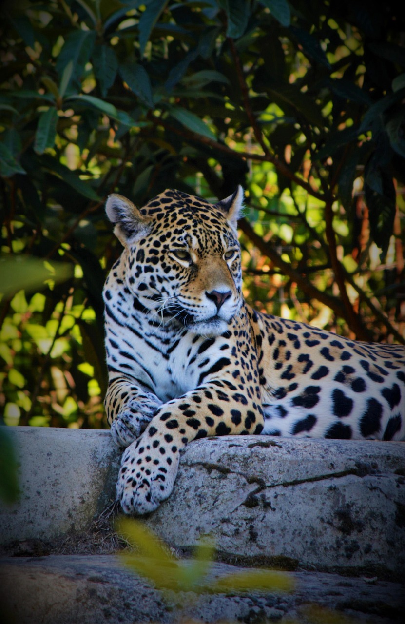 The Interconnected Habitats of Jaguars in Tulum