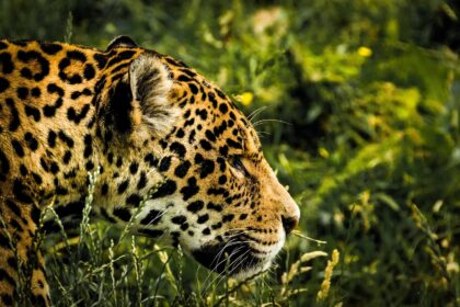 Preserving Jaguar Habitats: Tulum's Grassroots Conservation Success Stories