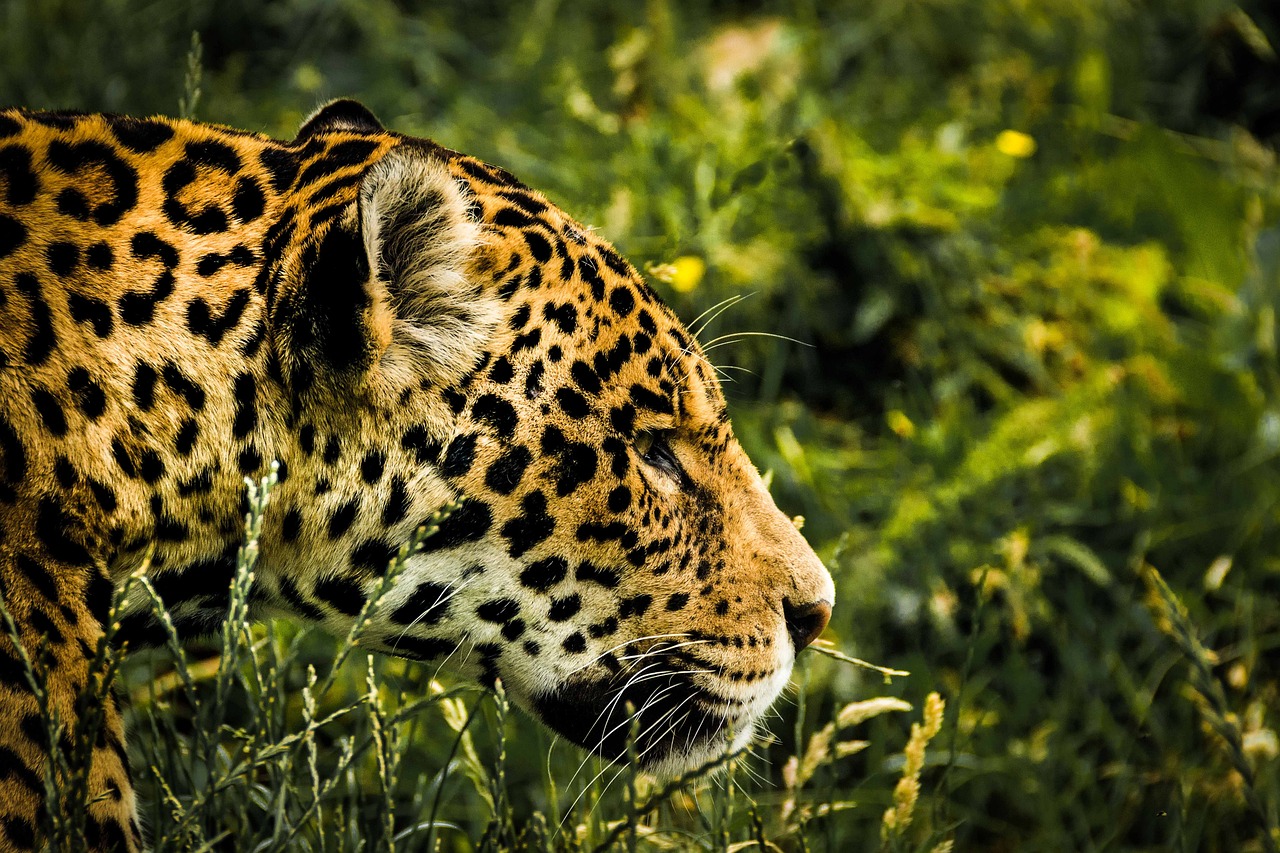 Preserving Jaguar Habitats: Tulum's Grassroots Conservation Success Stories