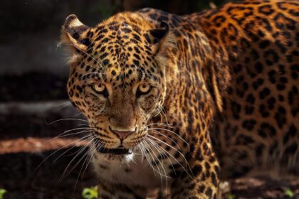 Raising Awareness: Grassroots Efforts in Tulum for Jaguar Safety