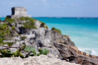 The Interconnectedness of Tulum's Ecosystems and Jaguar Preservation