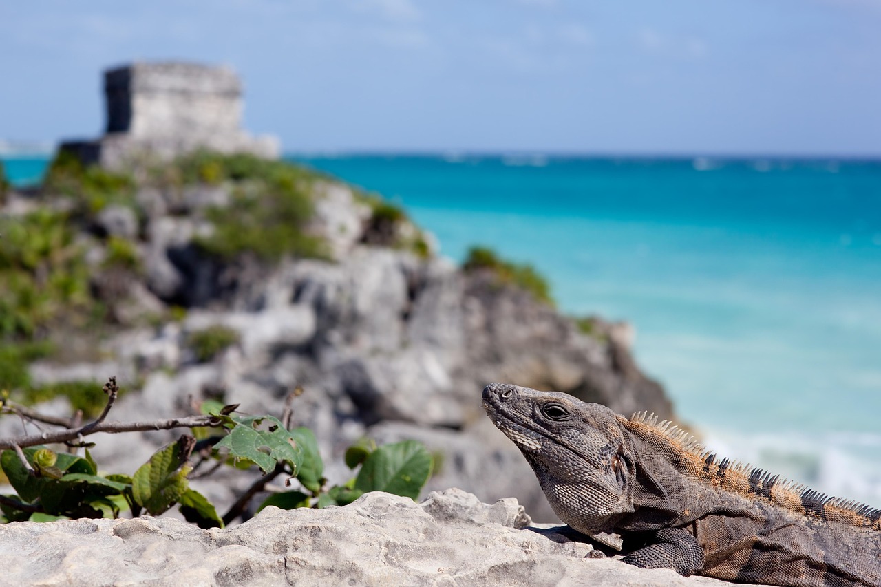 The Interconnectedness of Tulum's Ecosystems and Jaguar Preservation