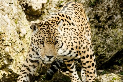 Jaguars' Natural Habitat: From Rainforests to Grasslands