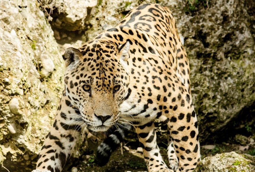 Jaguars' Natural Habitat: From Rainforests to Grasslands