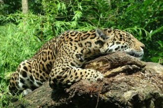 Rehabilitating Rescued Jaguars: A Step-by-Step Guide